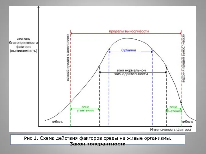 Рис 1. Схема действия факторов среды на живые организмы. Закон толерантности