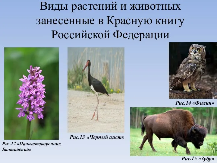Виды растений и животных занесенные в Красную книгу Российской Федерации Рис.12