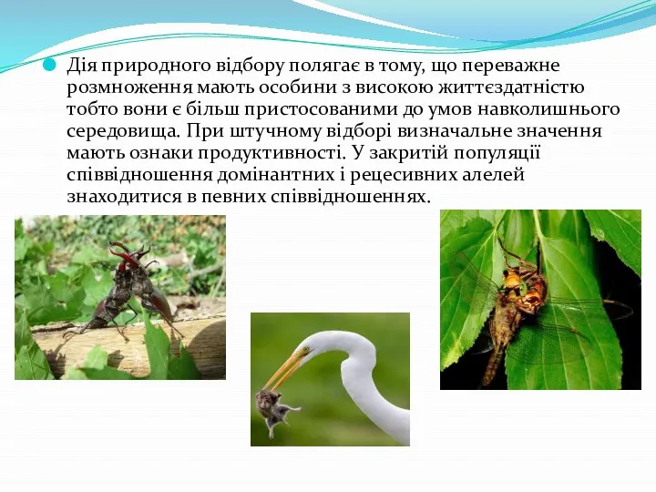 Дія природного відбору полягає в тому, що переважне розмноження мають особини