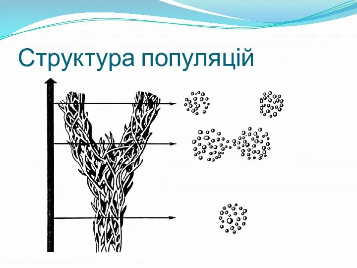 Структура популяцій