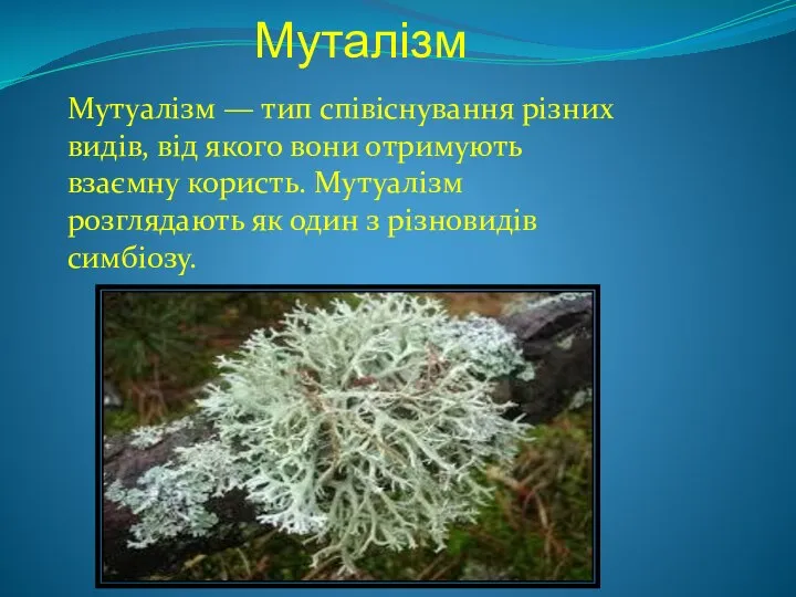 Муталізм Мутуалізм — тип співіснування різних видів, від якого вони отримують