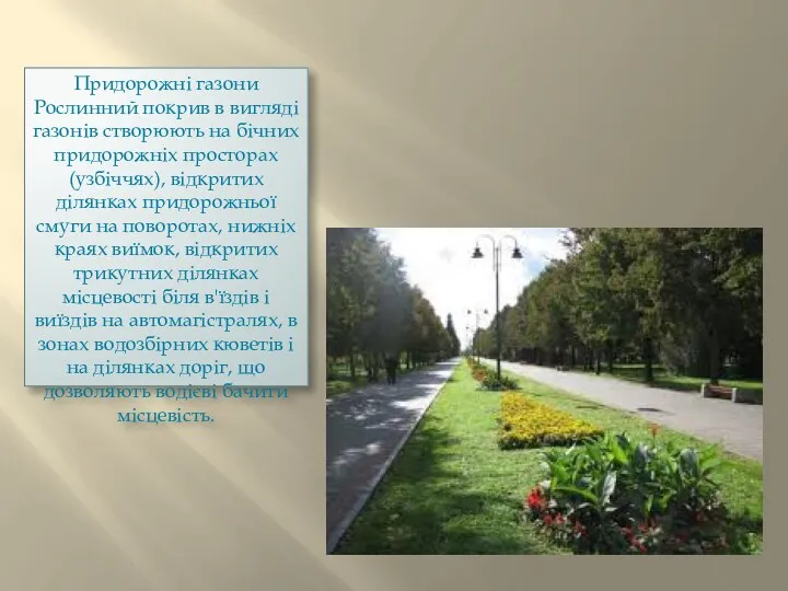 Придорожні газони Рослинний покрив в вигляді газонів створюють на бічних придорожніх