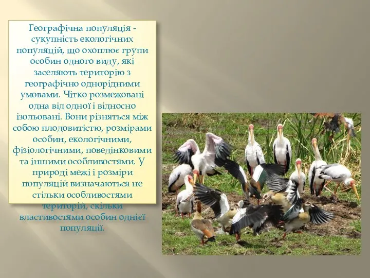 Географічна популяція - сукупність екологічних популяцій, що охоплює групи особин одного