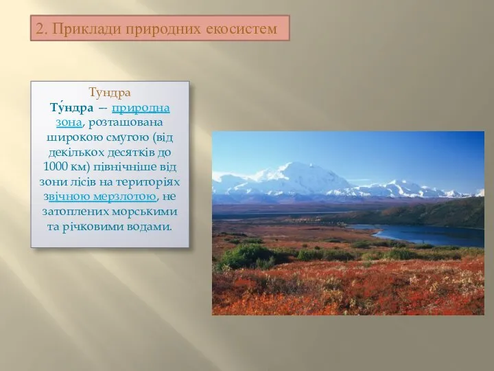 2. Приклади природних екосистем Тундра Ту́ндра — природна зона, розташована широкою