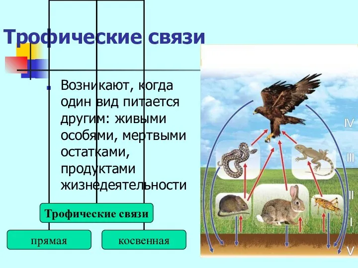 Трофические связи Возникают, когда один вид питается другим: живыми особями, мертвыми остатками, продуктами жизнедеятельности