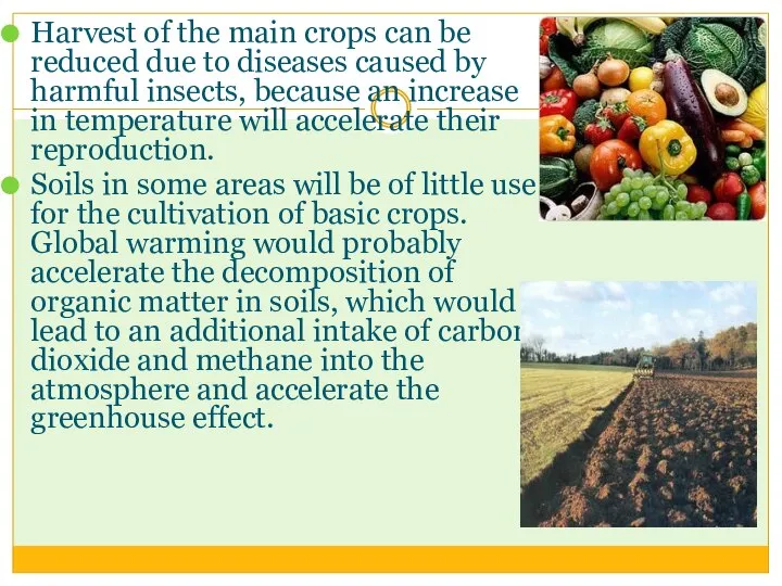 Harvest of the main crops can be reduced due to diseases