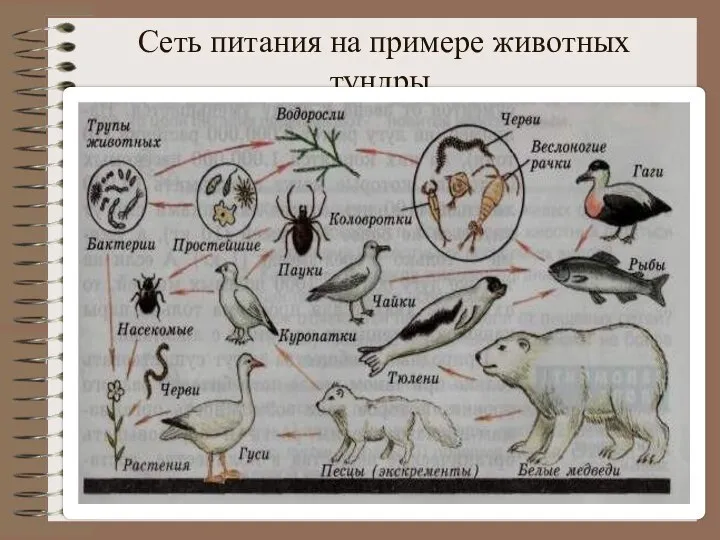 Сеть питания на примере животных тундры.