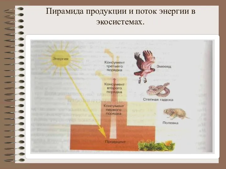 Пирамида продукции и поток энергии в экосистемах.