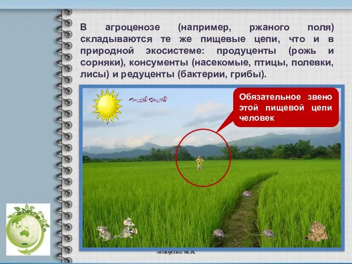 В агроценозе (например, ржаного поля) складываются те же пищевые цепи, что