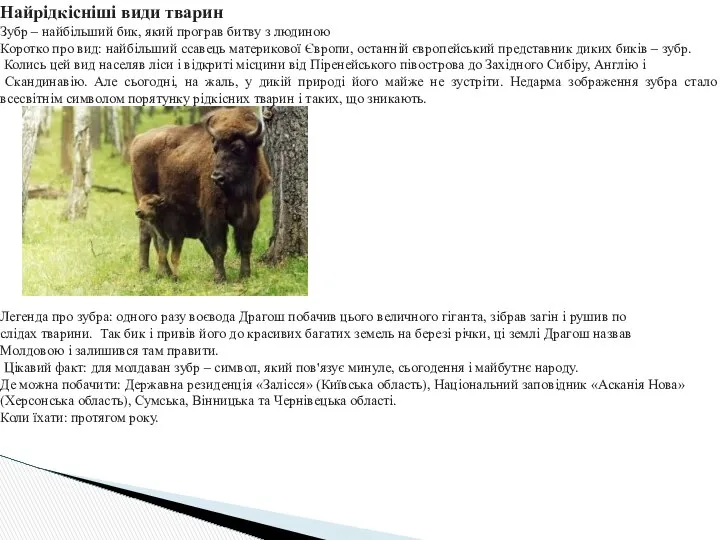 Найрідкісніші види тварин Зубр – найбільший бик, який програв битву з