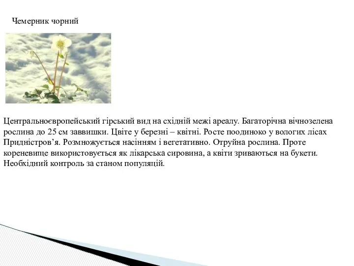 Чемерник чорний Центральноєвропейський гірський вид на східній межі ареалу. Багаторічна вічнозелена