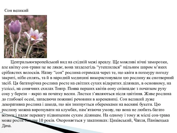 Сон великий Центральноєвропейський вид на східній межі ареалу. Ще можливі нічні