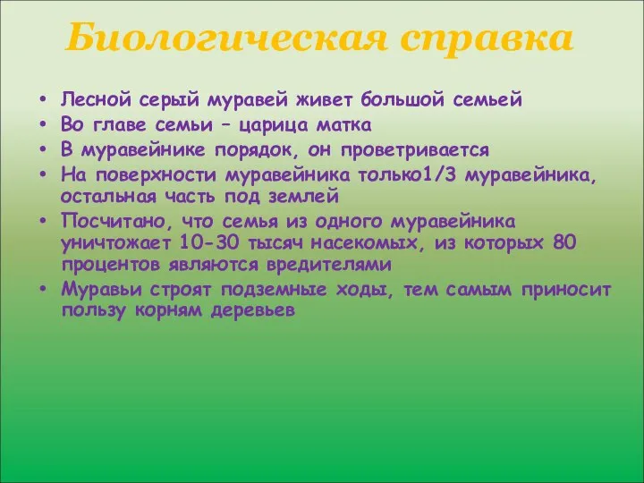 Биологическая справка Лесной серый муравей живет большой семьей Во главе семьи