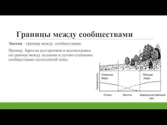 Границы между сообществами Экотон – граница между сообществами. Пример. Заросли кустарников