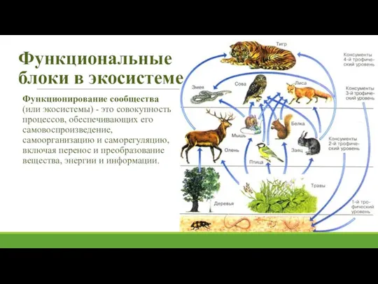 Функциональные блоки в экосистеме Функционирование сообщества (или экосистемы) - это совокупность