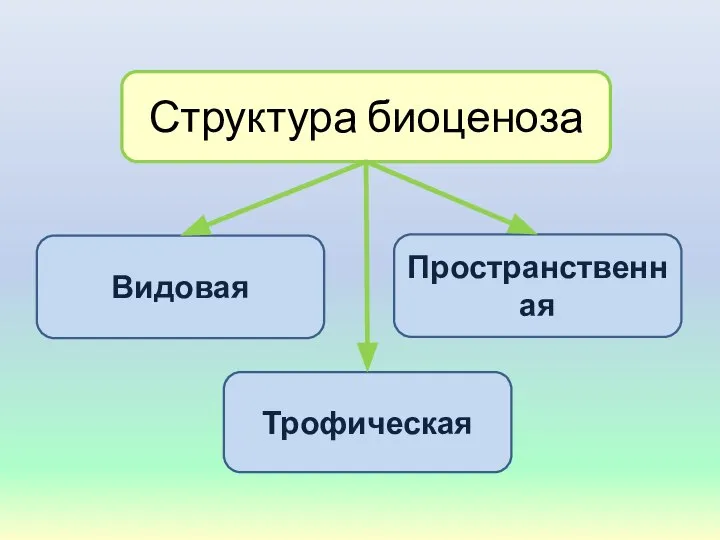 Структура биоценоза Видовая Пространственная Трофическая