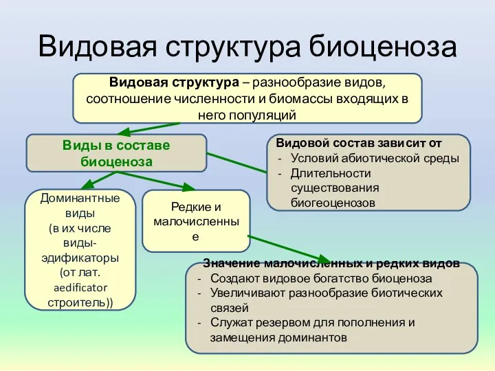 Видовая структура биоценоза Видовая структура – разнообразие видов, соотношение численности и