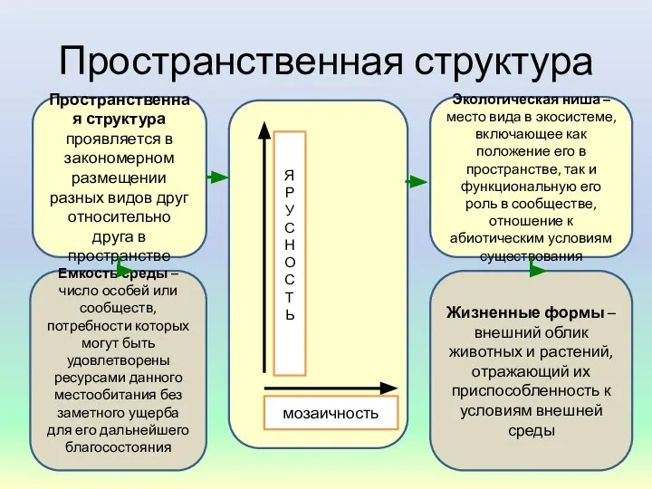 Пространственная структура Жизненные формы – внешний облик животных и растений, отражающий