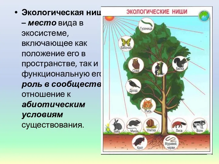 Экологическая ниша – место вида в экосистеме, включающее как положение его