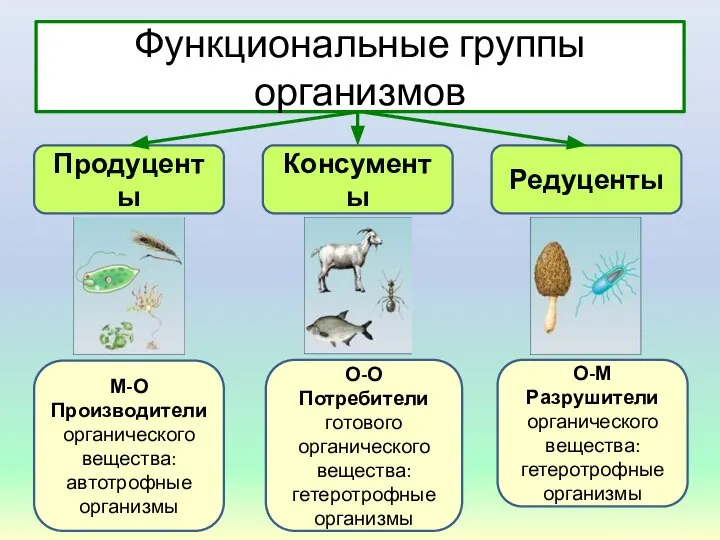 Функциональные группы организмов Продуценты Консументы Редуценты М-О Производители органического вещества: автотрофные