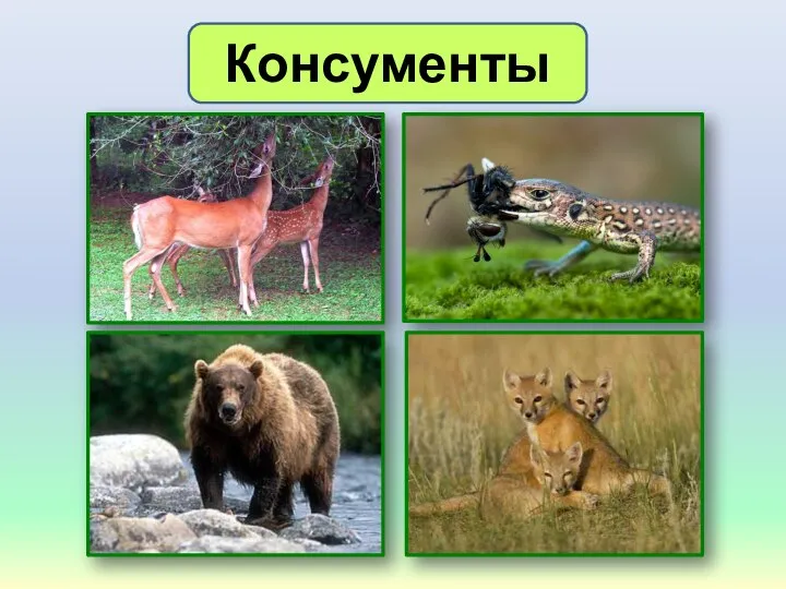 Консументы