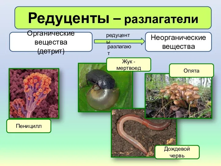 Редуценты – разлагатели Органические вещества (детрит) Неорганические вещества редуценты разлагают Пеницилл