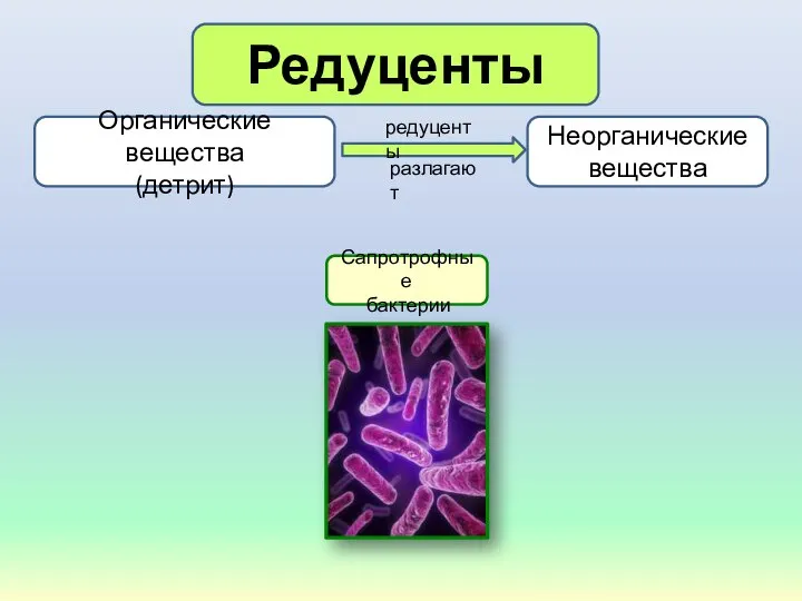 Редуценты Органические вещества (детрит) Неорганические вещества Сапротрофные бактерии редуценты разлагают