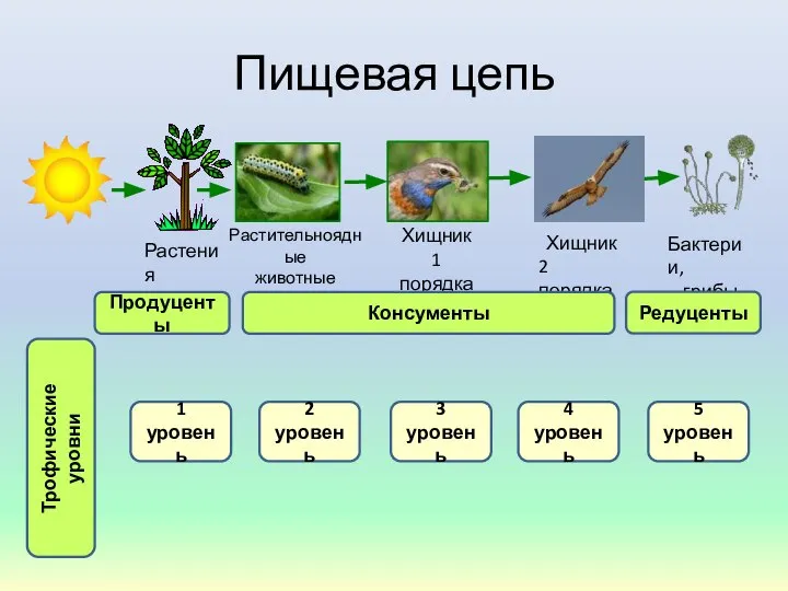 Пищевая цепь Растения Растительноядные животные Хищник 1 порядка Хищник 2 порядка