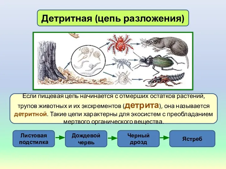 Детритная (цепь разложения) Если пищевая цепь начинается с отмерших остатков растений,