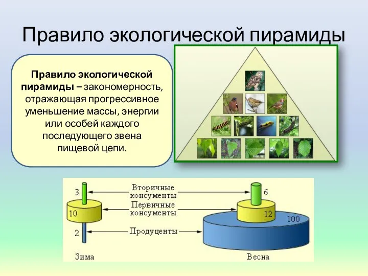 Правило экологической пирамиды Правило экологической пирамиды – закономерность, отражающая прогрессивное уменьшение