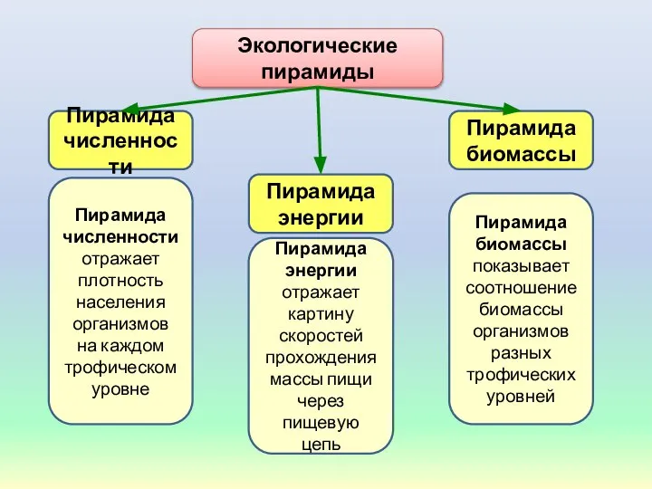 Экологические пирамиды Пирамида численности Пирамида биомассы Пирамида энергии Пирамида биомассы показывает