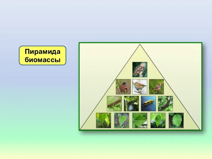 Пирамида биомассы