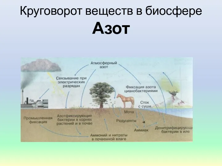 Круговорот веществ в биосфере Азот