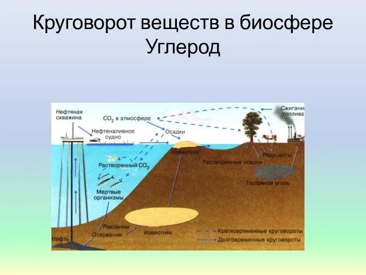 Круговорот веществ в биосфере Углерод