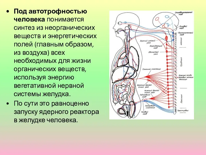 Под автотрофностью человека понимается синтез из неорганических веществ и энергетических полей