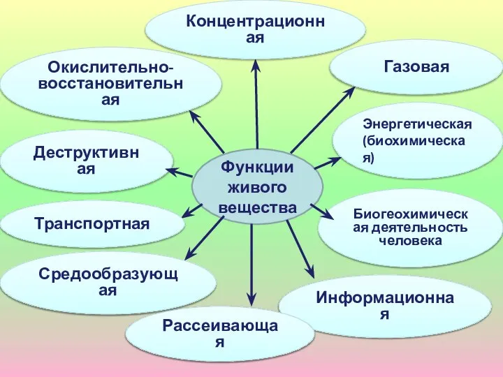 Деструктивная Биогеохимическая деятельность человека Функции живого вещества Окислительно-восстановительная Энергетическая (биохимическая) Газовая Концентрационная Информационная Рассеивающая Средообразующая Транспортная