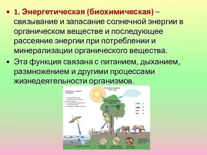 1. Энергетическая (биохимическая) – связывание и запасание солнечной энергии в органическом