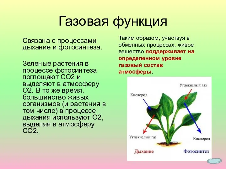 Связана с процессами дыхание и фотосинтеза. Зеленые растения в процессе фотосинтеза