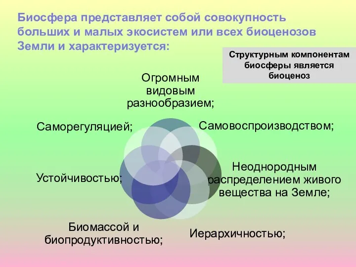 Биосфера представляет собой совокупность больших и малых экосистем или всех биоценозов