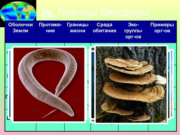 3в. Границы биосферы Атмосфера Литосфера Гидросфера Биосфера 100 км 20 км