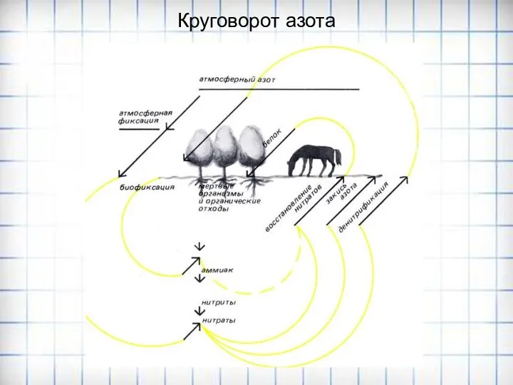 Круговорот азота