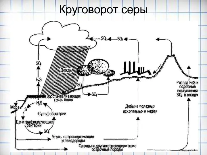 Круговорот серы