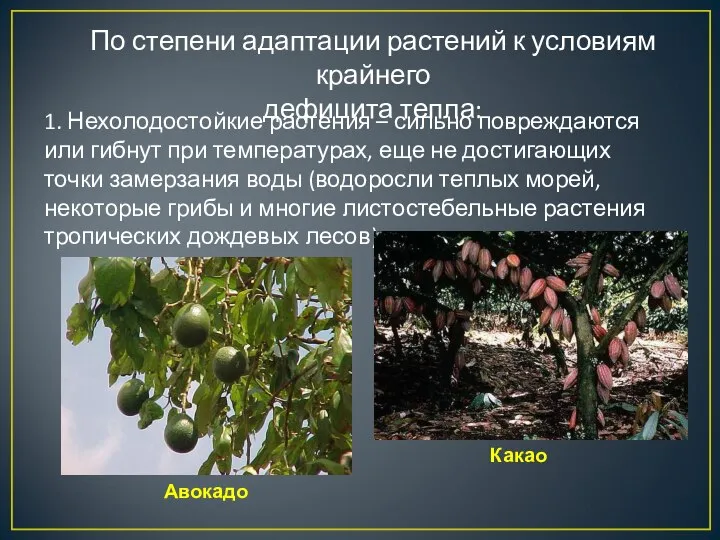 По степени адаптации растений к условиям крайнего дефицита тепла: 1. Нехолодостойкие