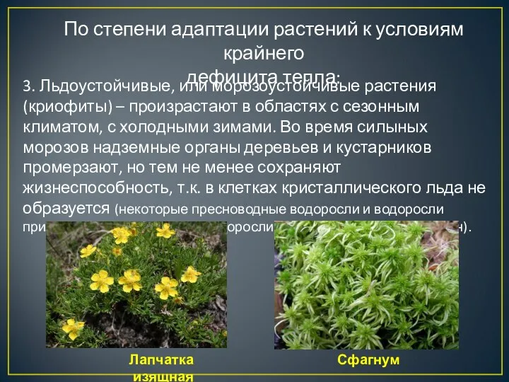 По степени адаптации растений к условиям крайнего дефицита тепла: 3. Льдоустойчивые,