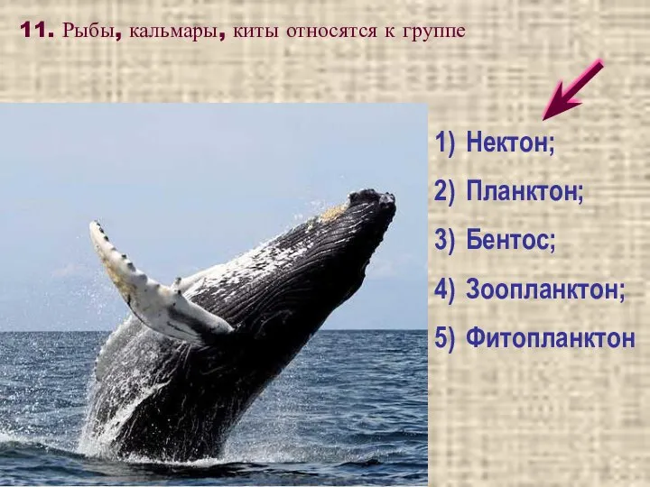 11. Рыбы, кальмары, киты относятся к группе Нектон; Планктон; Бентос; Зоопланктон; Фитопланктон