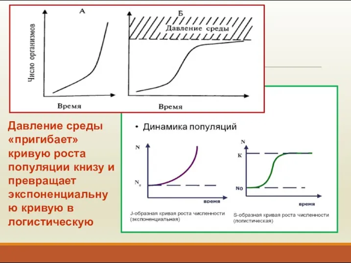 Давление среды «пригибает» кривую роста популяции книзу и превращает экспоненциальную кривую в логистическую