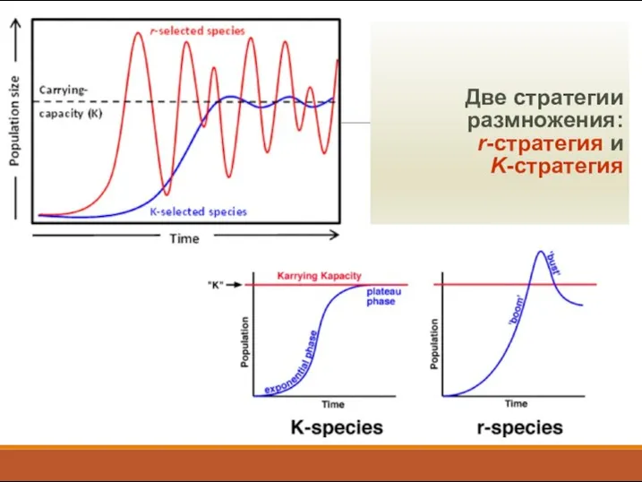 Две стратегии размножения: r-стратегия и K-стратегия