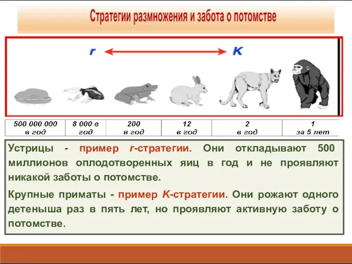 Устрицы - пример r-стратегии. Они откладывают 500 миллионов оплодотворенных яиц в