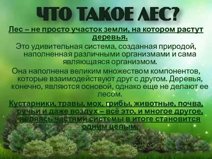 Лес – не просто участок земли, на котором растут деревья. Это