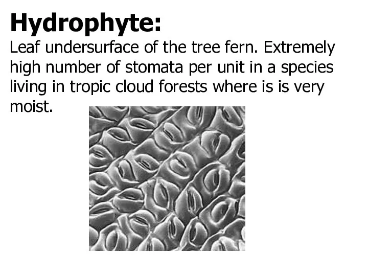 Hydrophyte: Leaf undersurface of the tree fern. Extremely high number of